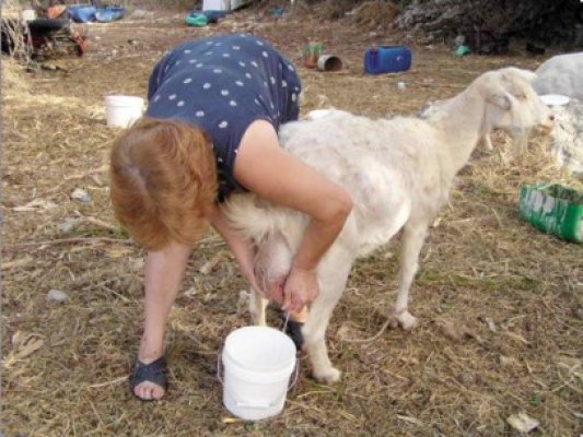 Elcomex îşi face fermă de capre în judeţul Constanţa
